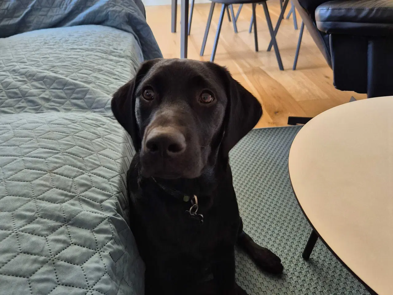 Billede 6 - 8 mdr formel 1 labrador