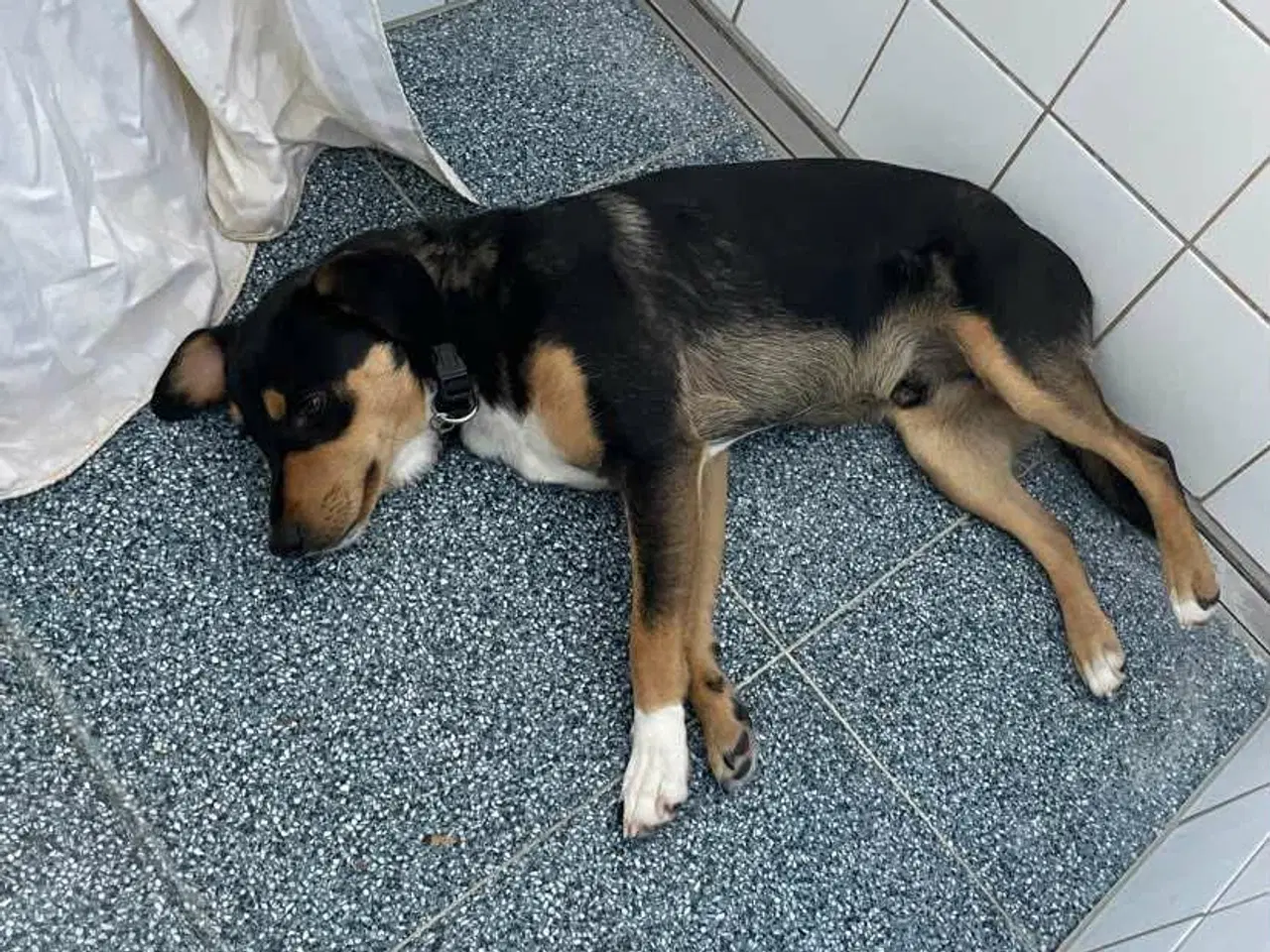 Billede 2 - Søde Charlie til omplacering