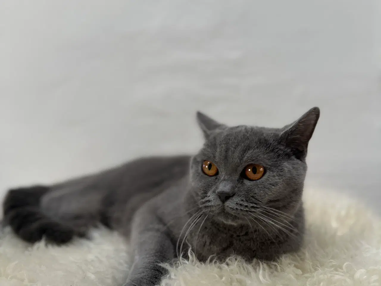 Billede 8 - ✨✨Salgsklare Blue British Shorthair killinger✨