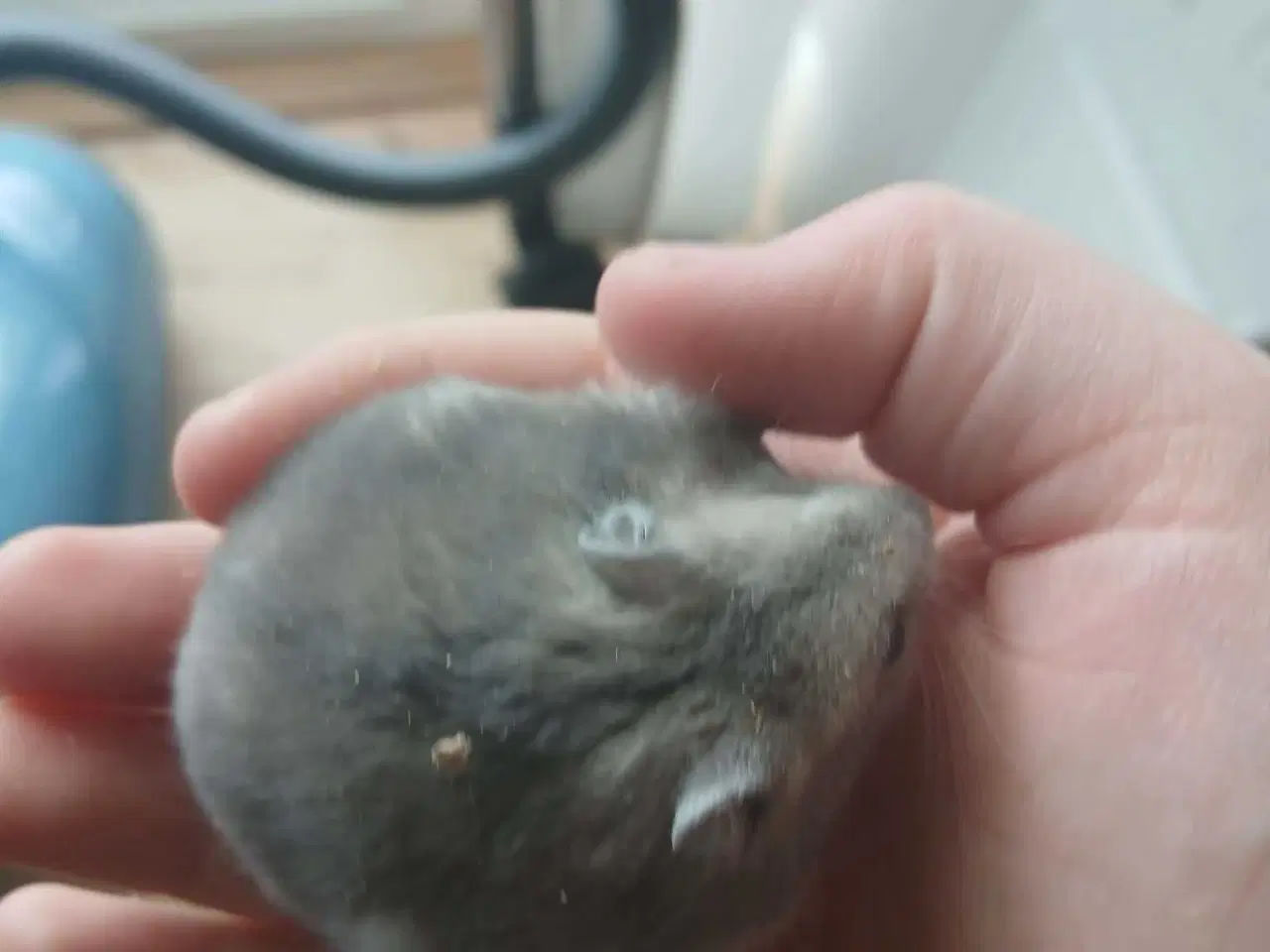 Billede 2 - Dværghamster 