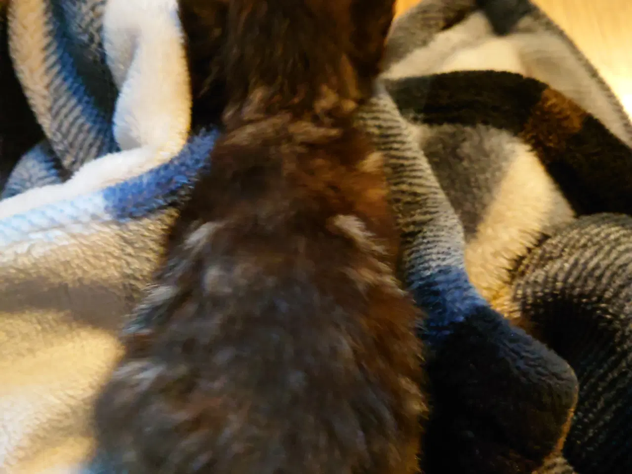 Billede 8 - Maine coon killing Far med tavle