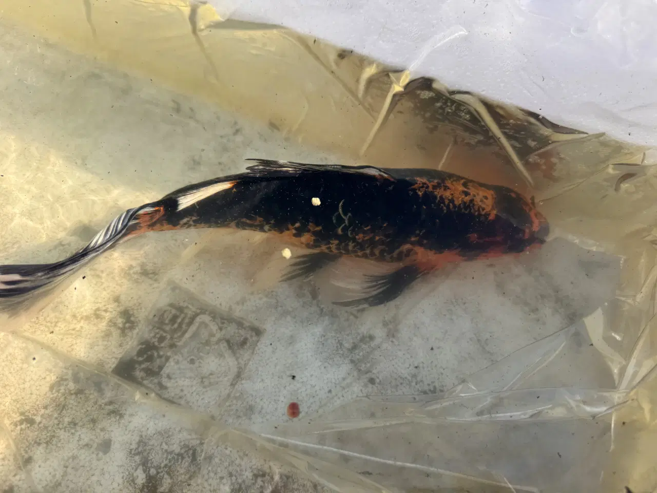 Billede 2 - 2 Butterfly koi og en Græskarpe