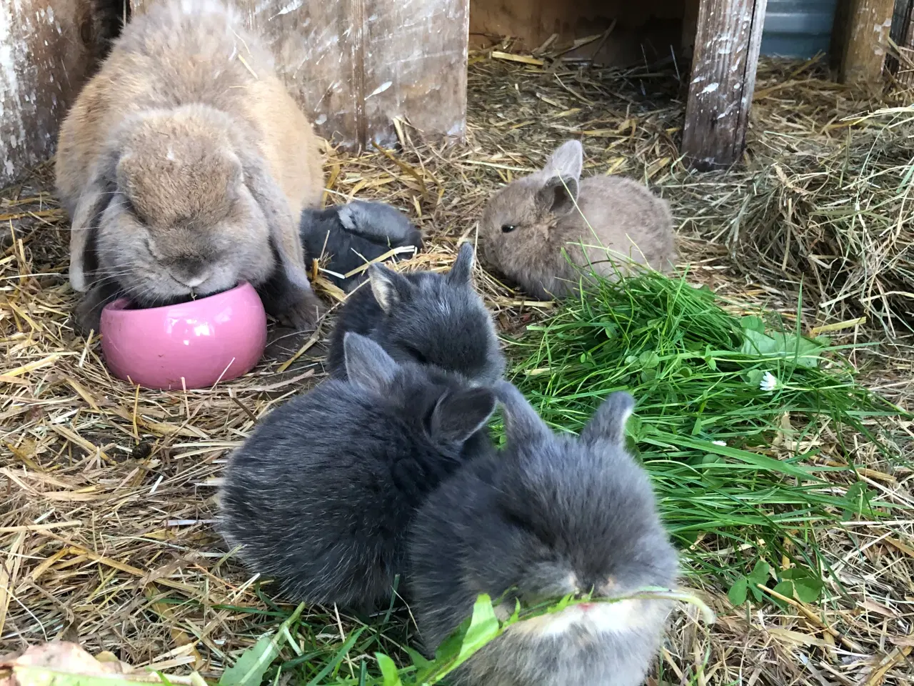 Billede 5 - Mini lop kaniner 