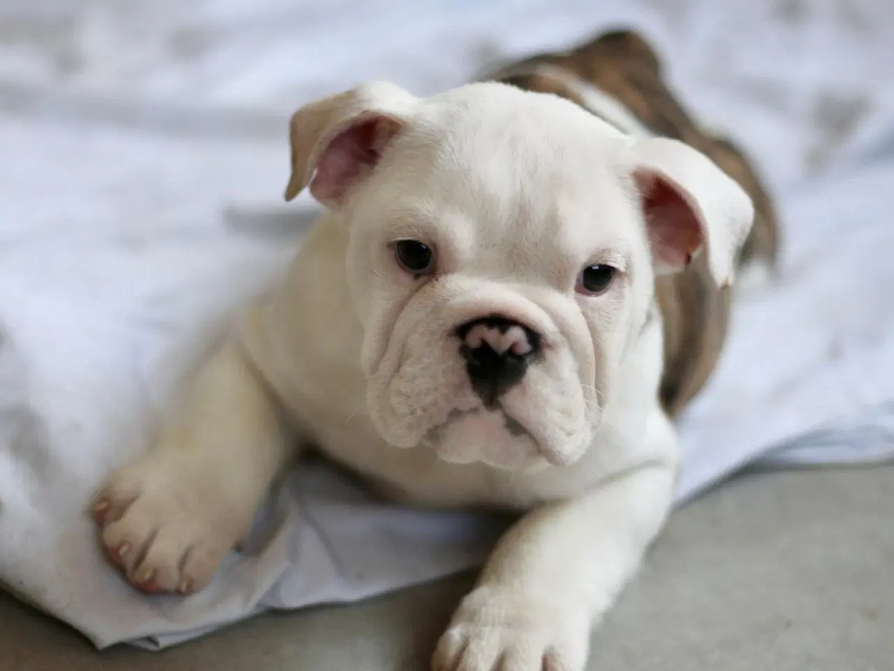 Billede 1 - Engelsk Bulldog 