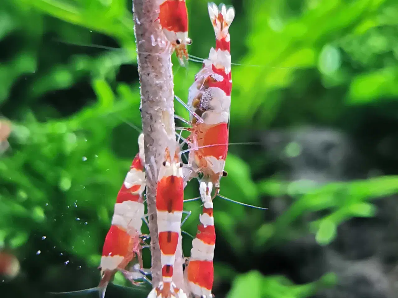 Billede 1 - Caridina 'CRS' rejer 