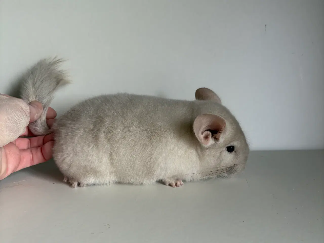 Billede 2 - Beige HAN chinchilla 