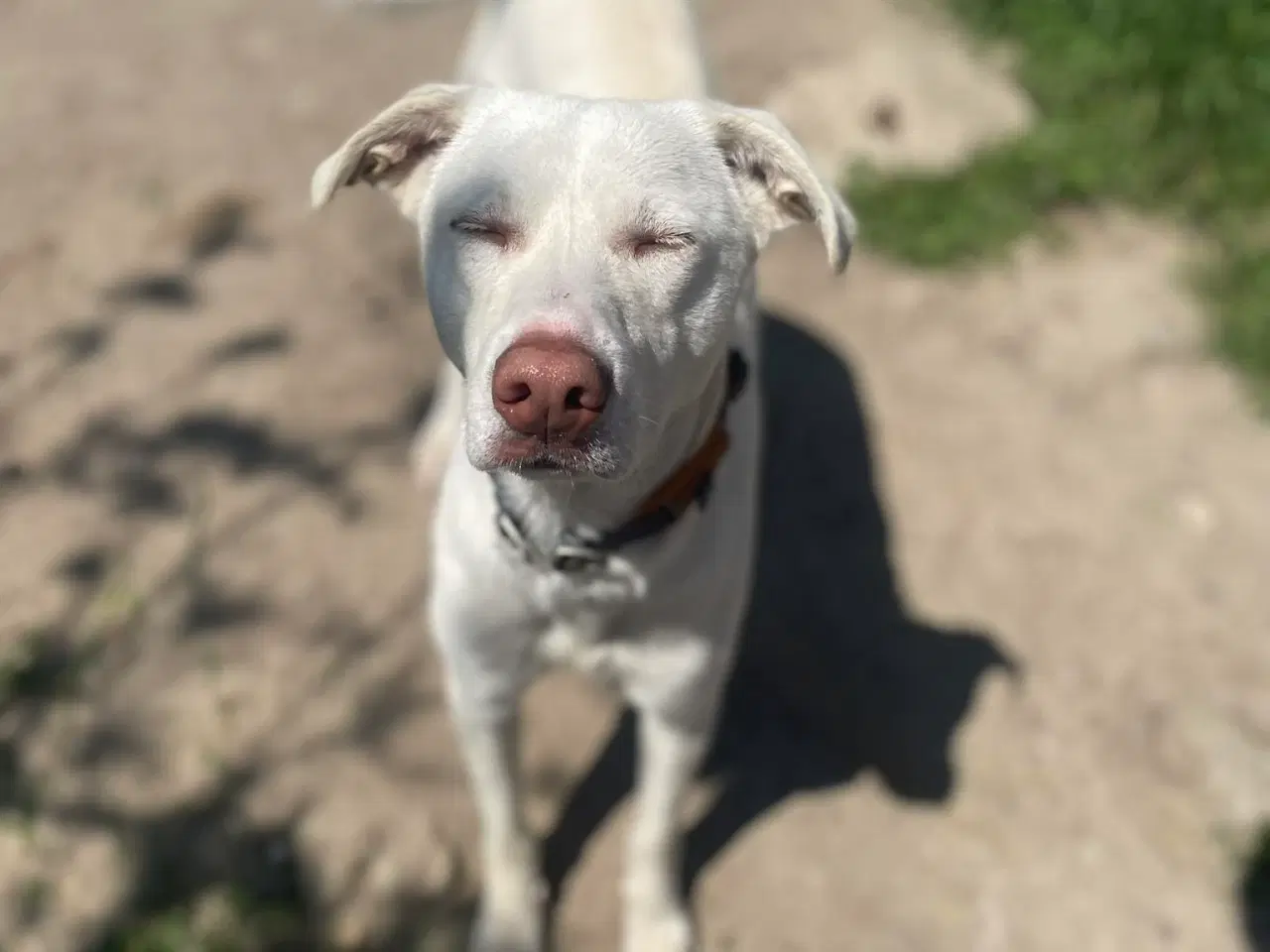 Billede 7 - Smukkeste Snoopy søger sit helt eget hjem