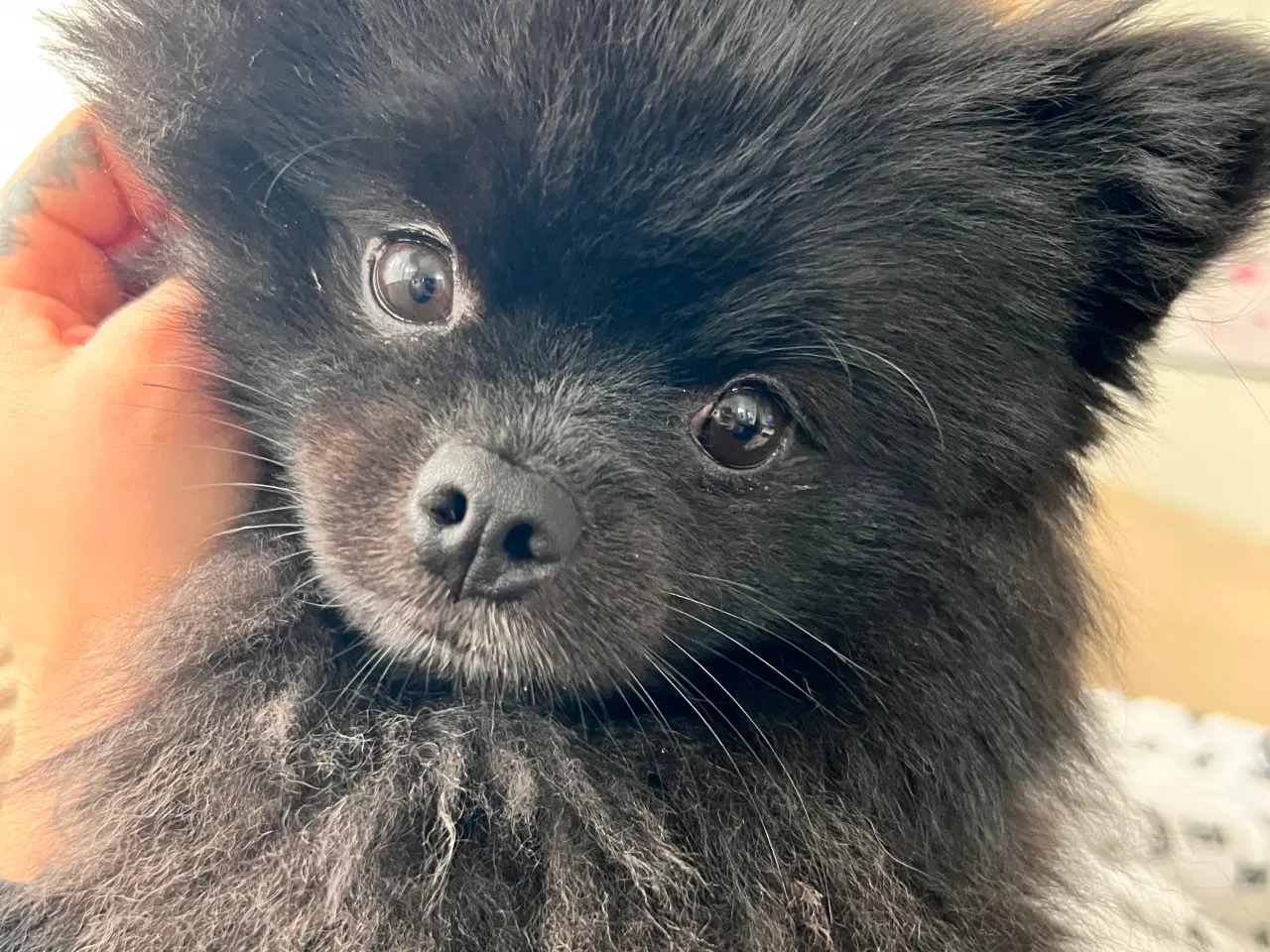 Billede 12 - Pomeranian han. 