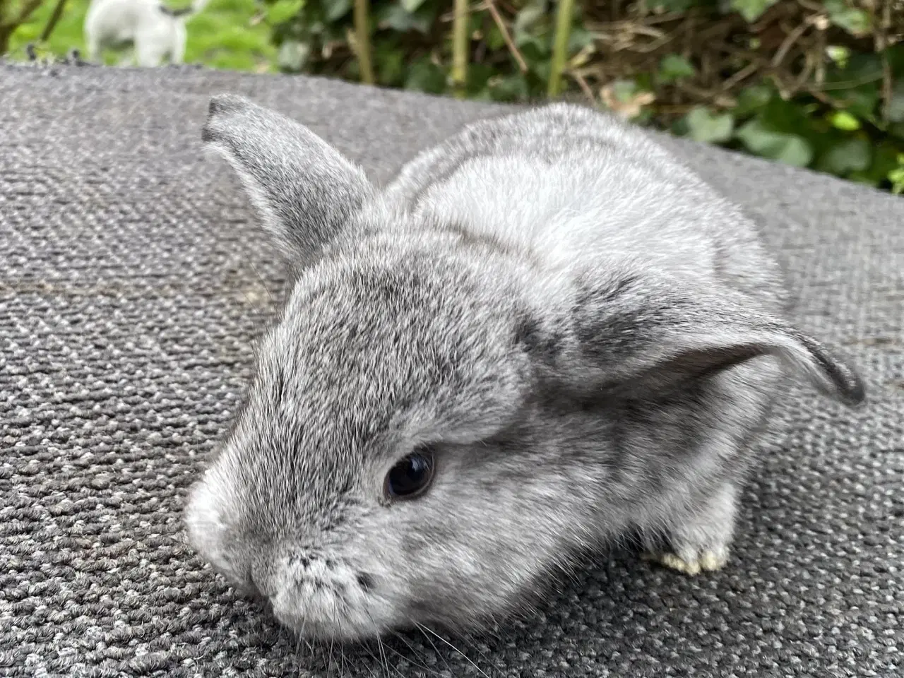 Billede 6 - FRANSK VÆDDER HUN CHINCHILLA