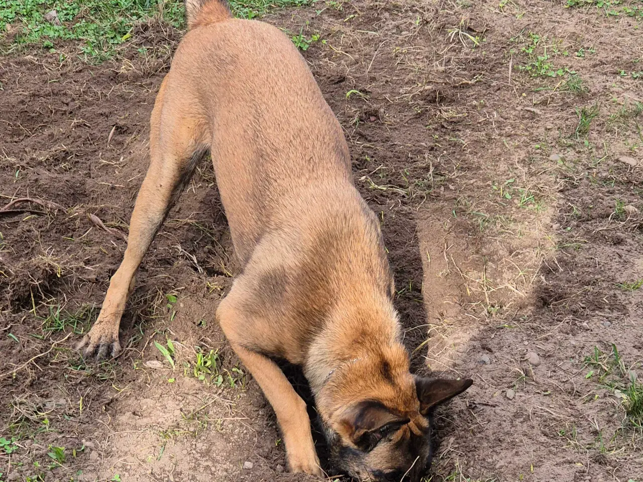 Billede 3 - Malinois Tæve Frisk og Frejdig