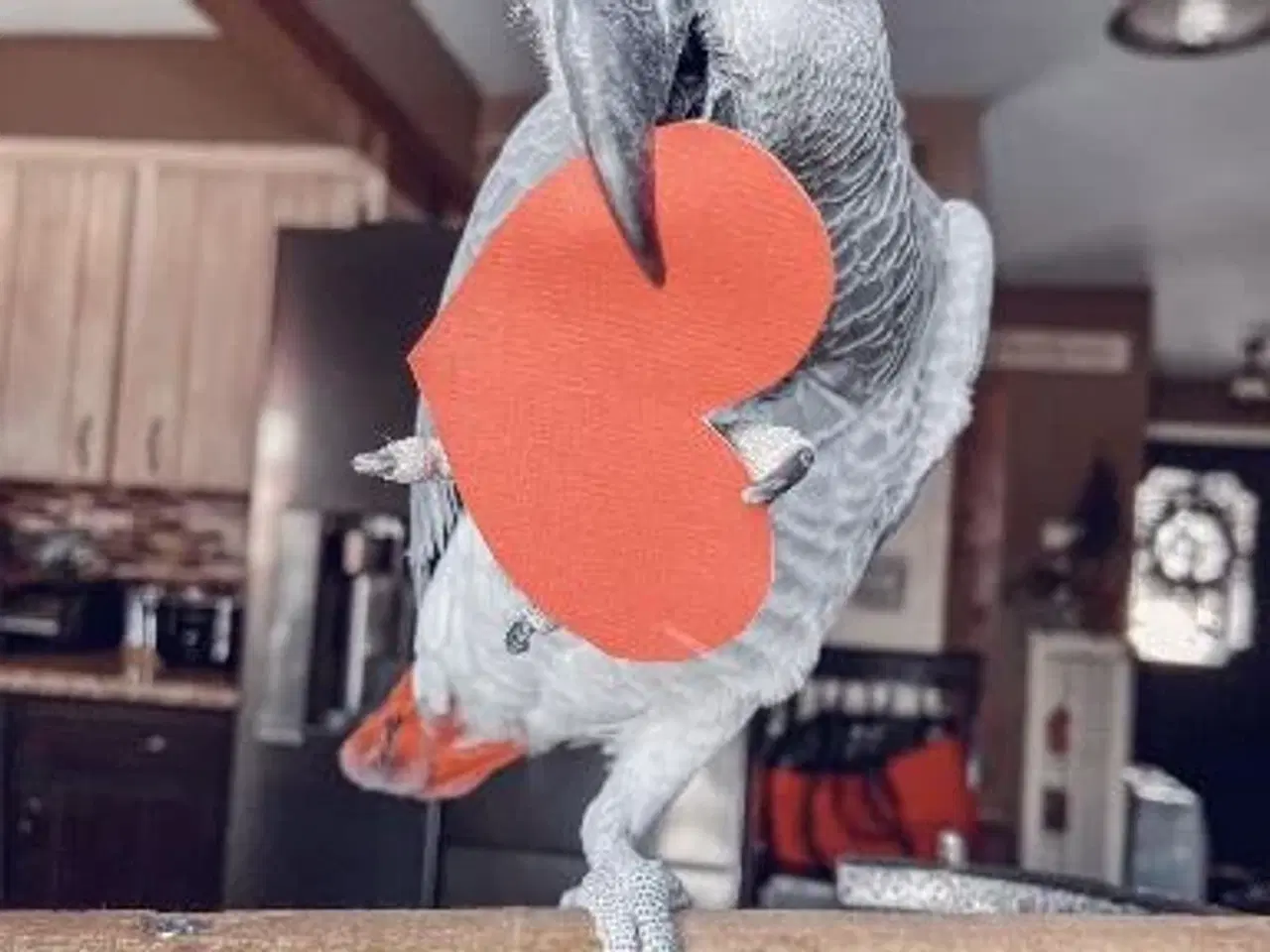 Billede 1 - African Grey papegøje trænger til et nyt hjem.