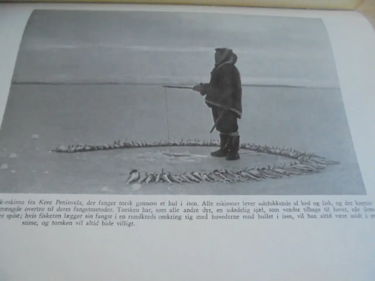 Billede 6 - Knud Rasmussen – Den store slæderejse –  fra 1960