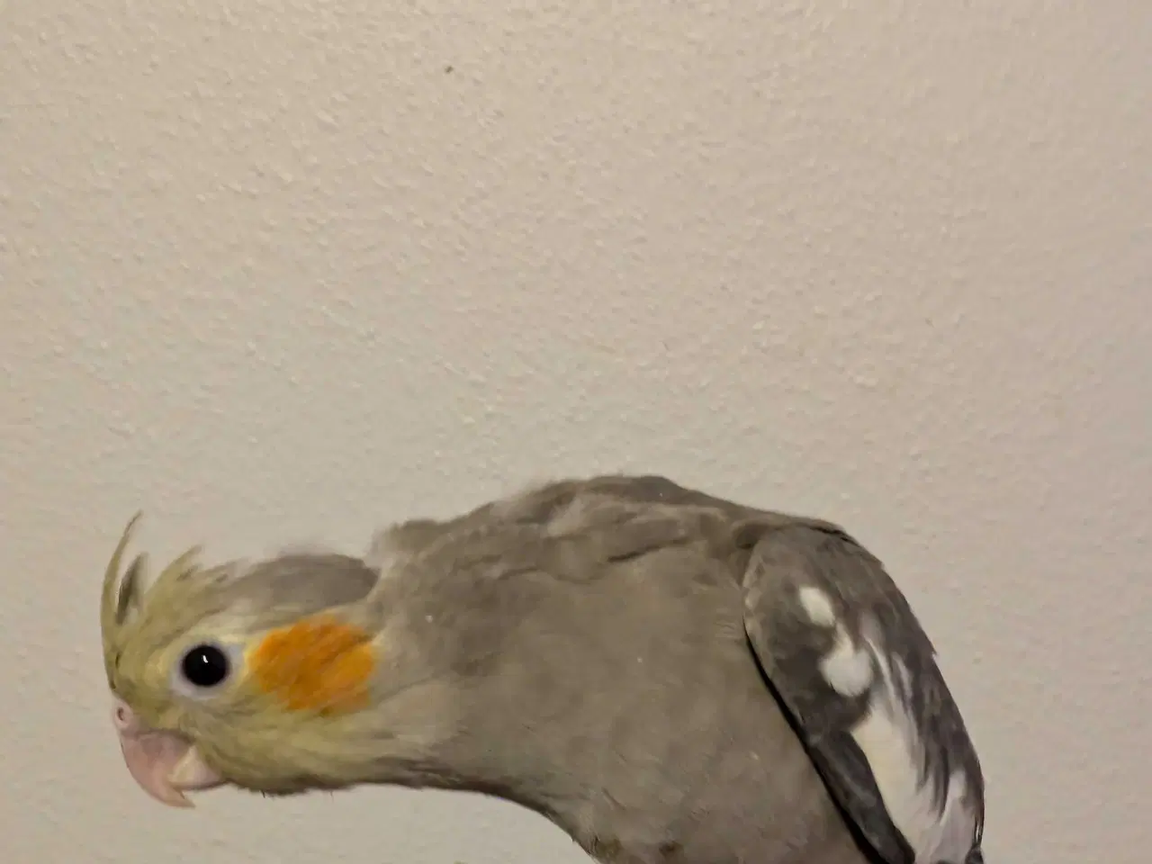 Billede 1 - Nymfeparakit unger 