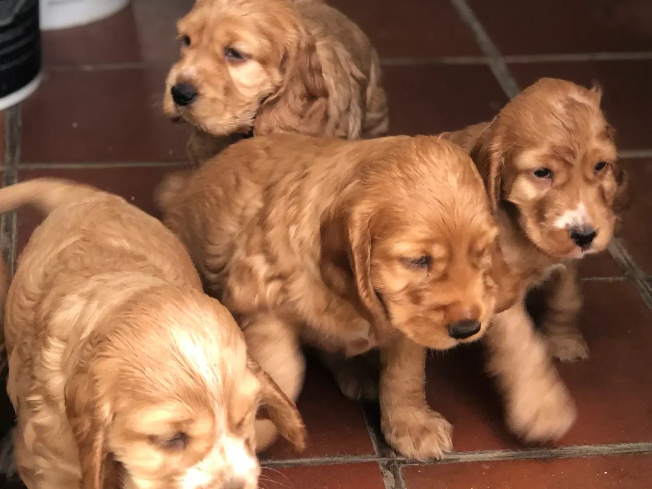 Billede 8 - Engelsk Cocker spaniel