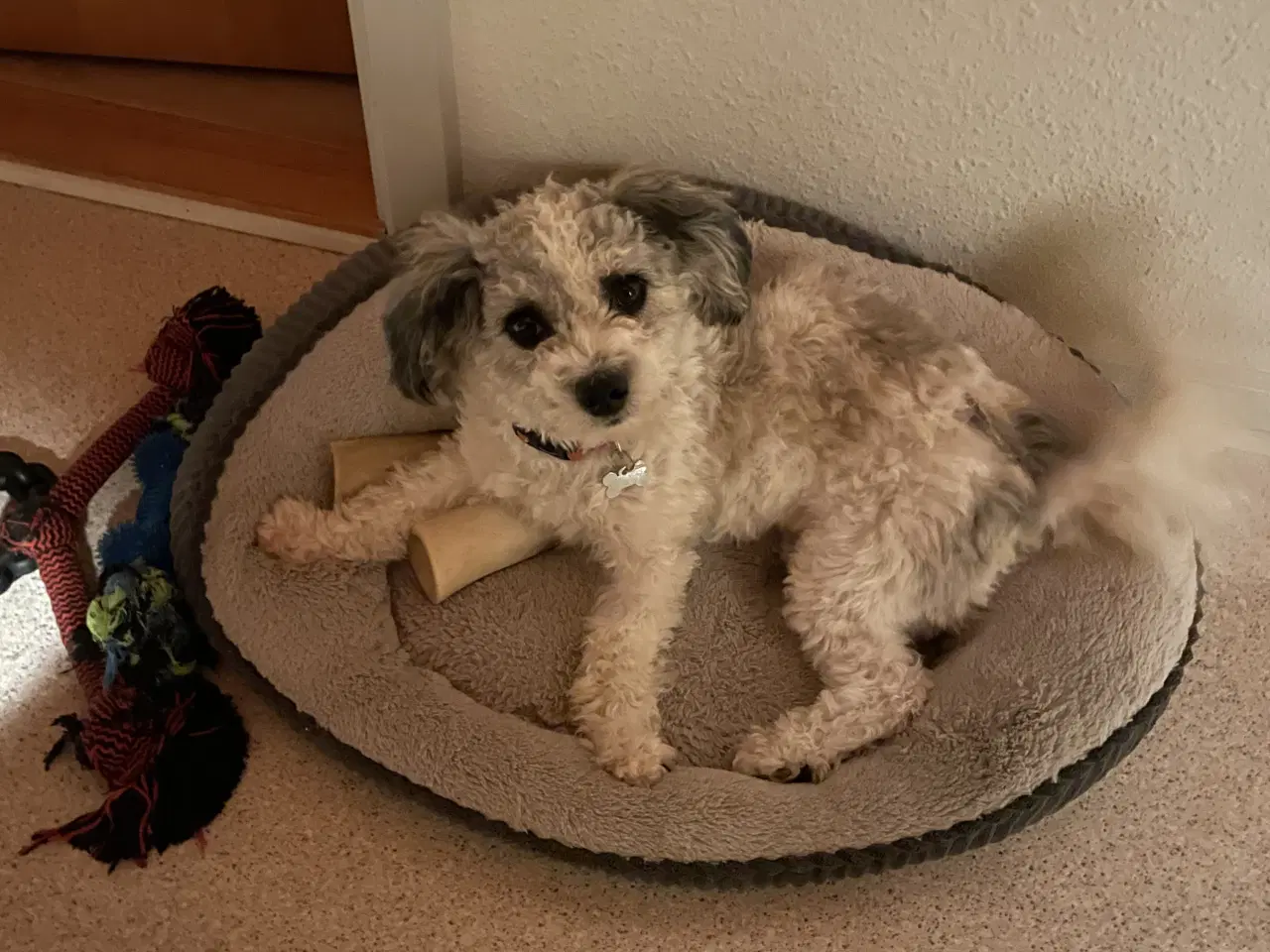 Billede 2 - Bichon/malter/shih tzu