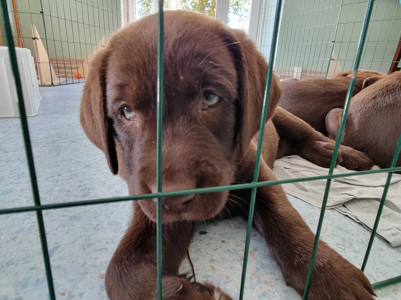 Billede 3 - Brun Labrador gammel slags