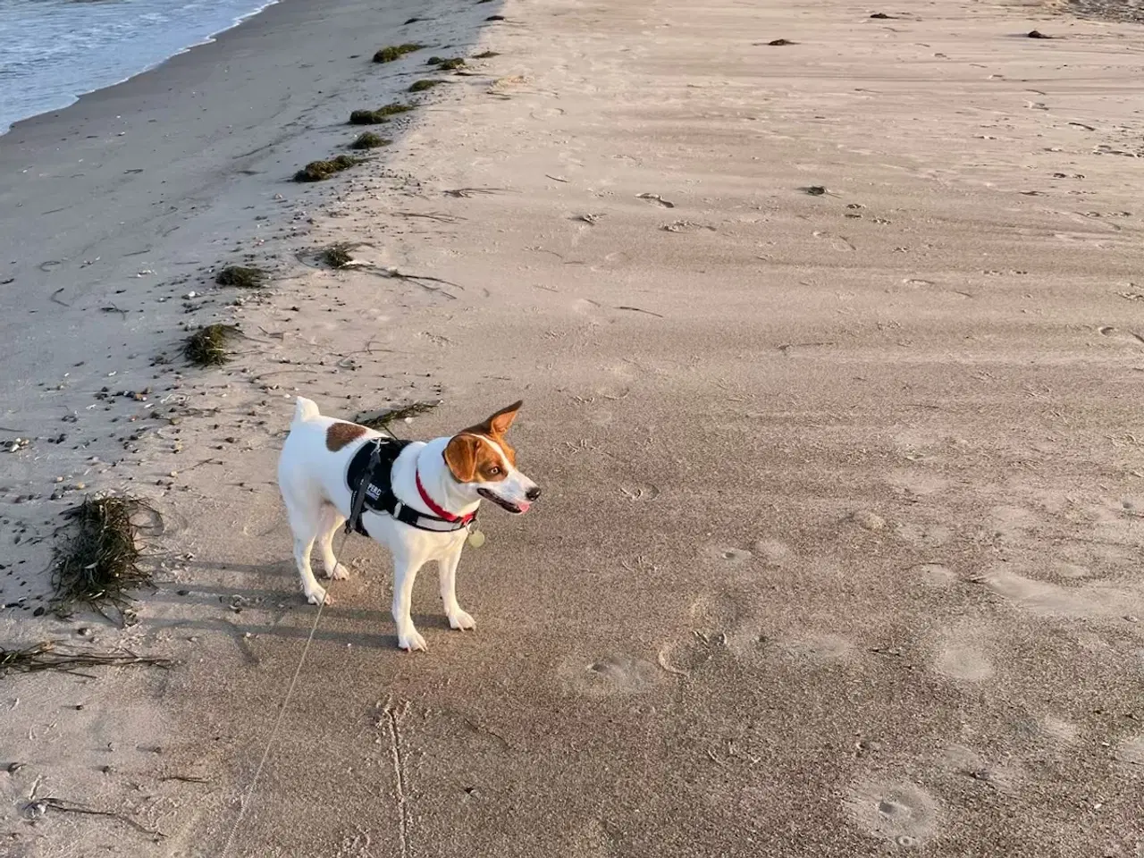 Billede 2 - Jack russell pige 