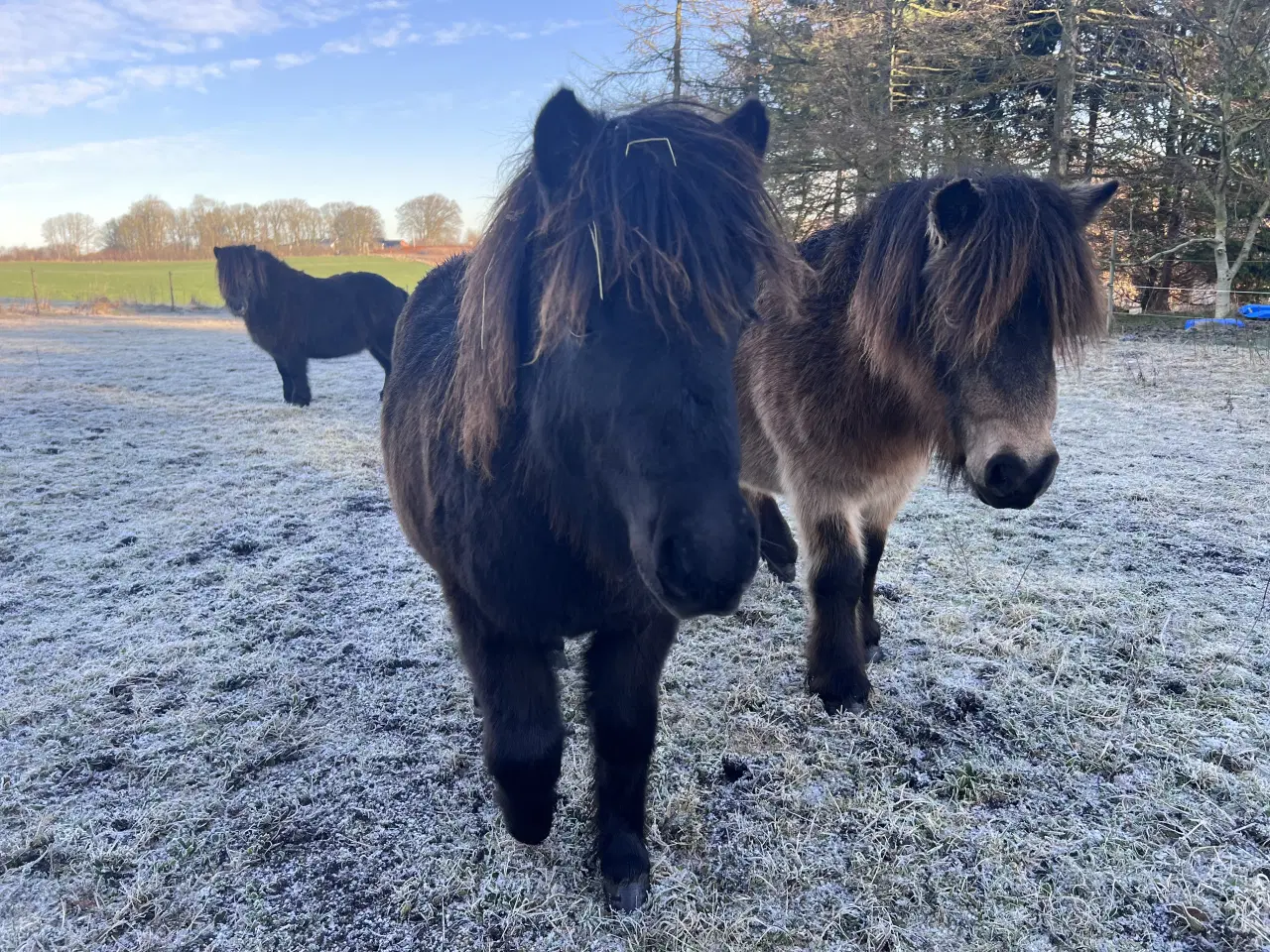 Billede 5 - Hingste føl