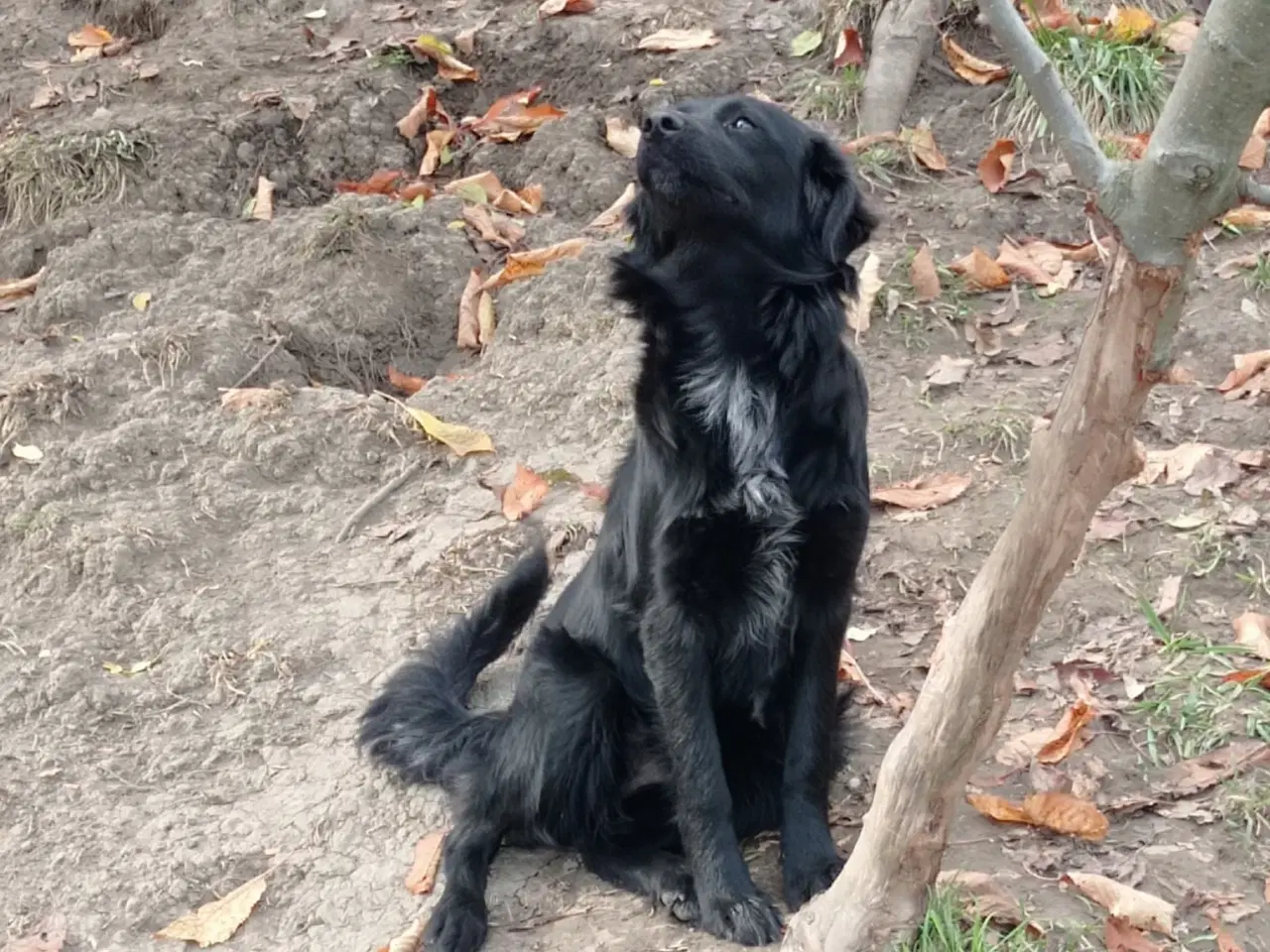 Billede 8 - Astrid fra A-holdet - Mild og kærlig