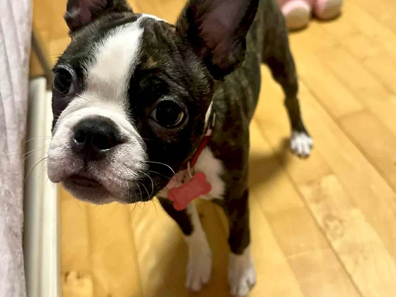 Billede 2 - Udstationering søges – Boston Terrier tævehvalp