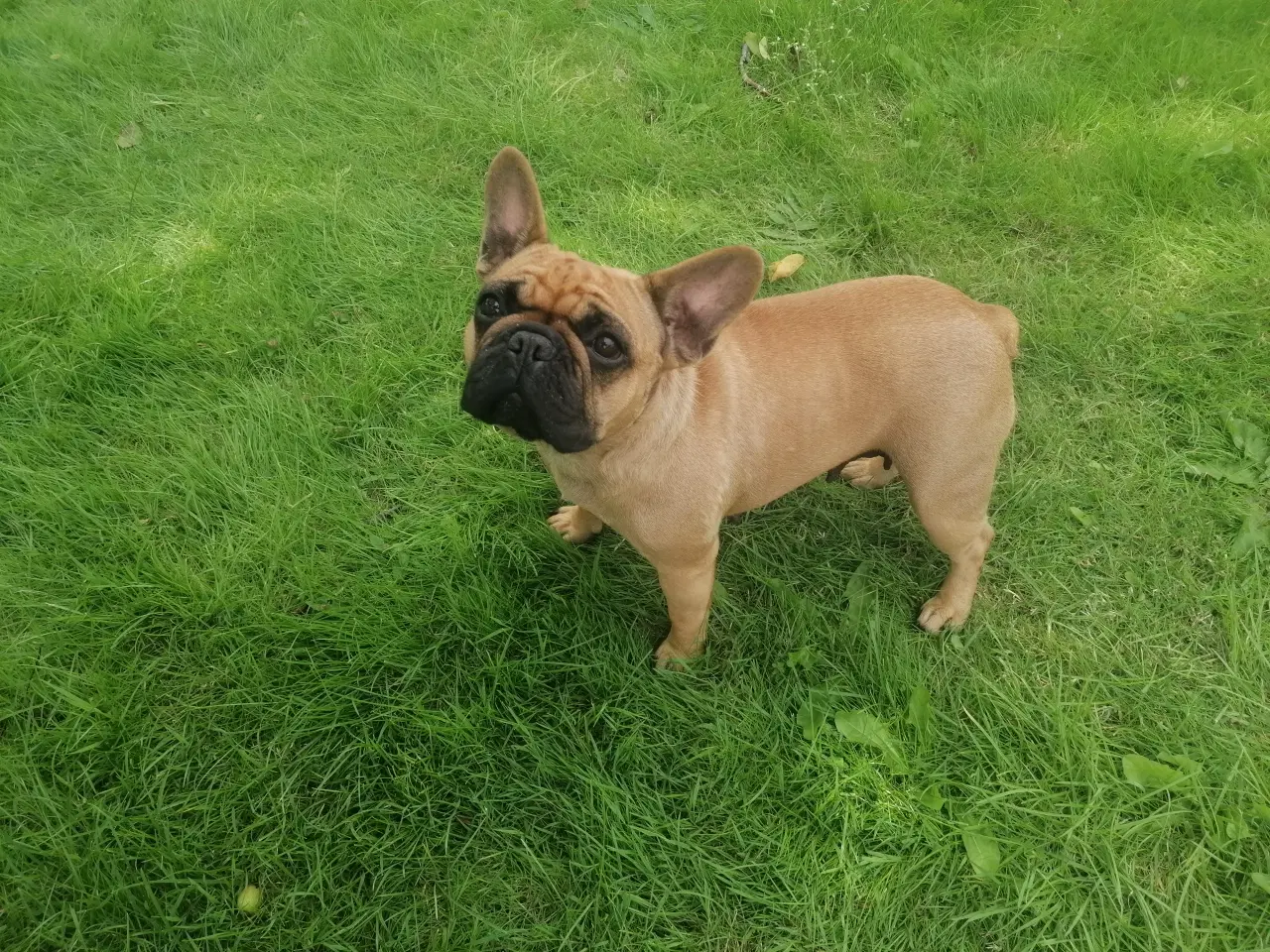 Billede 2 - Fransk bulldog - søger nyt hjem