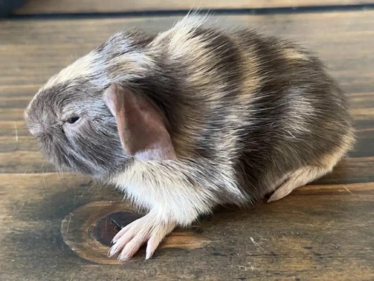 Billede 2 - Marsvin han med stamtavle