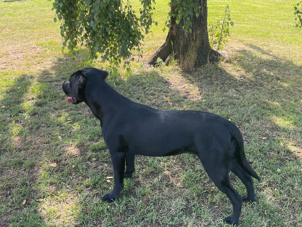 Billede 3 - Labrador 