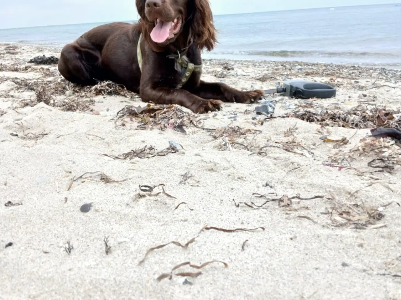 Billede 10 - Cocker Spaniel hvalpe sælges