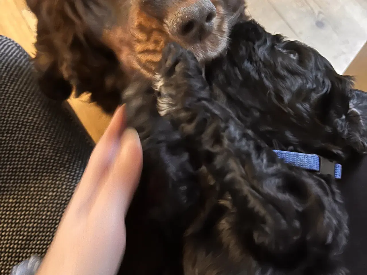 Billede 4 - Cockapoo hvalpe søger nye hjem