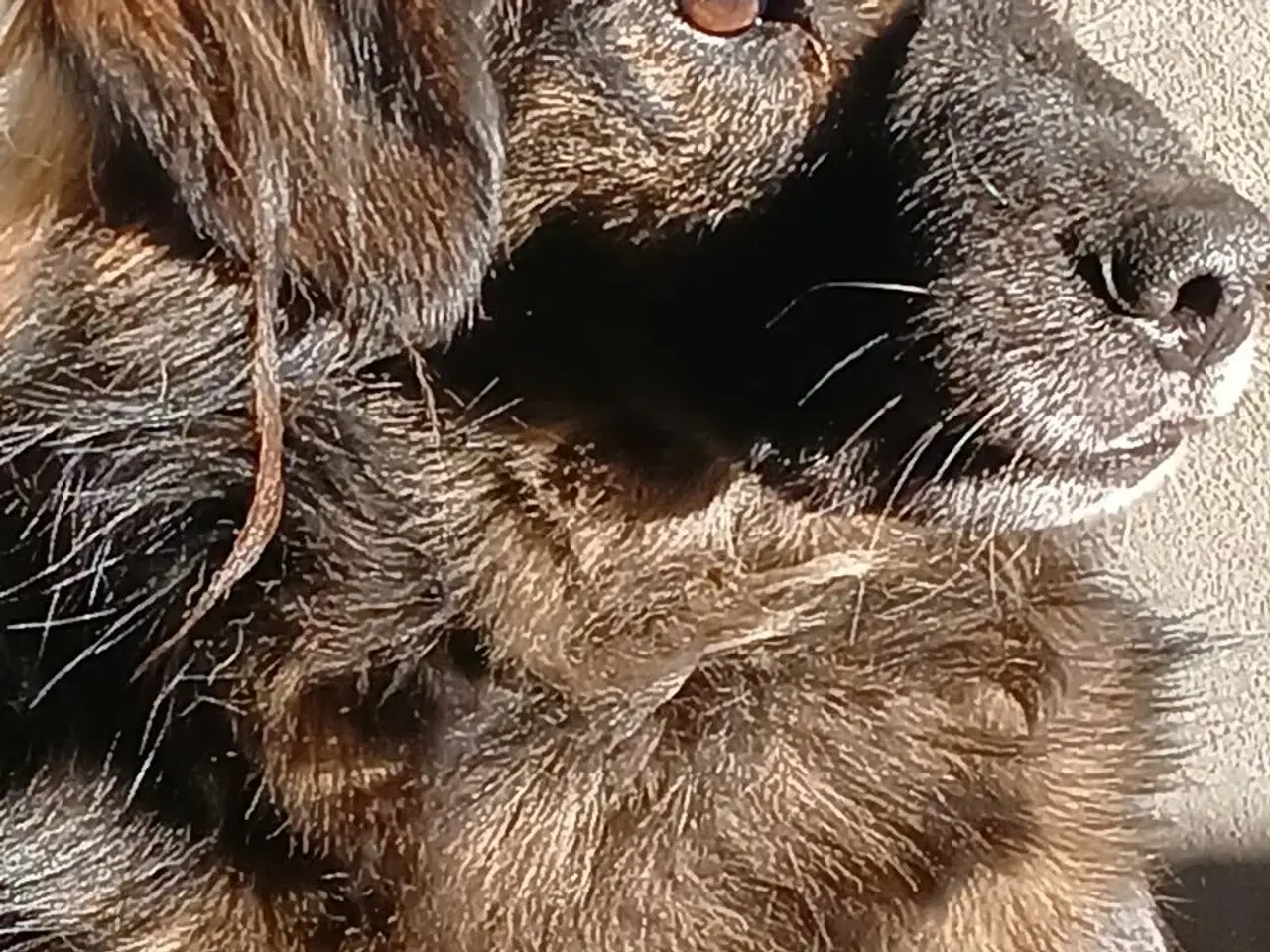 Billede 4 - Livsglade Joy 🩷