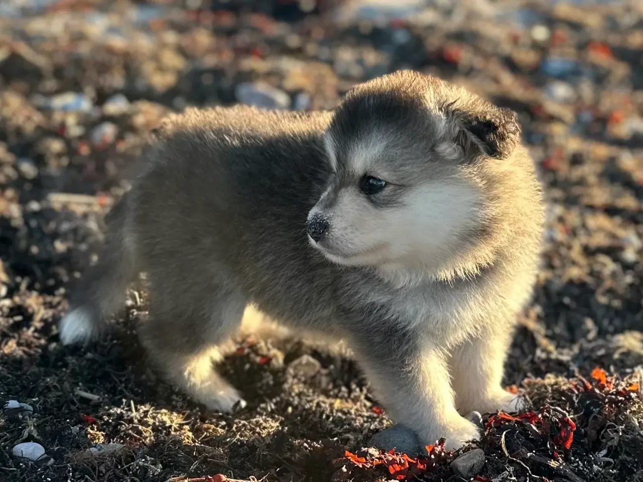 Billede 3 - Finske Lapphundehvalpe søger nye, kærlige hjem