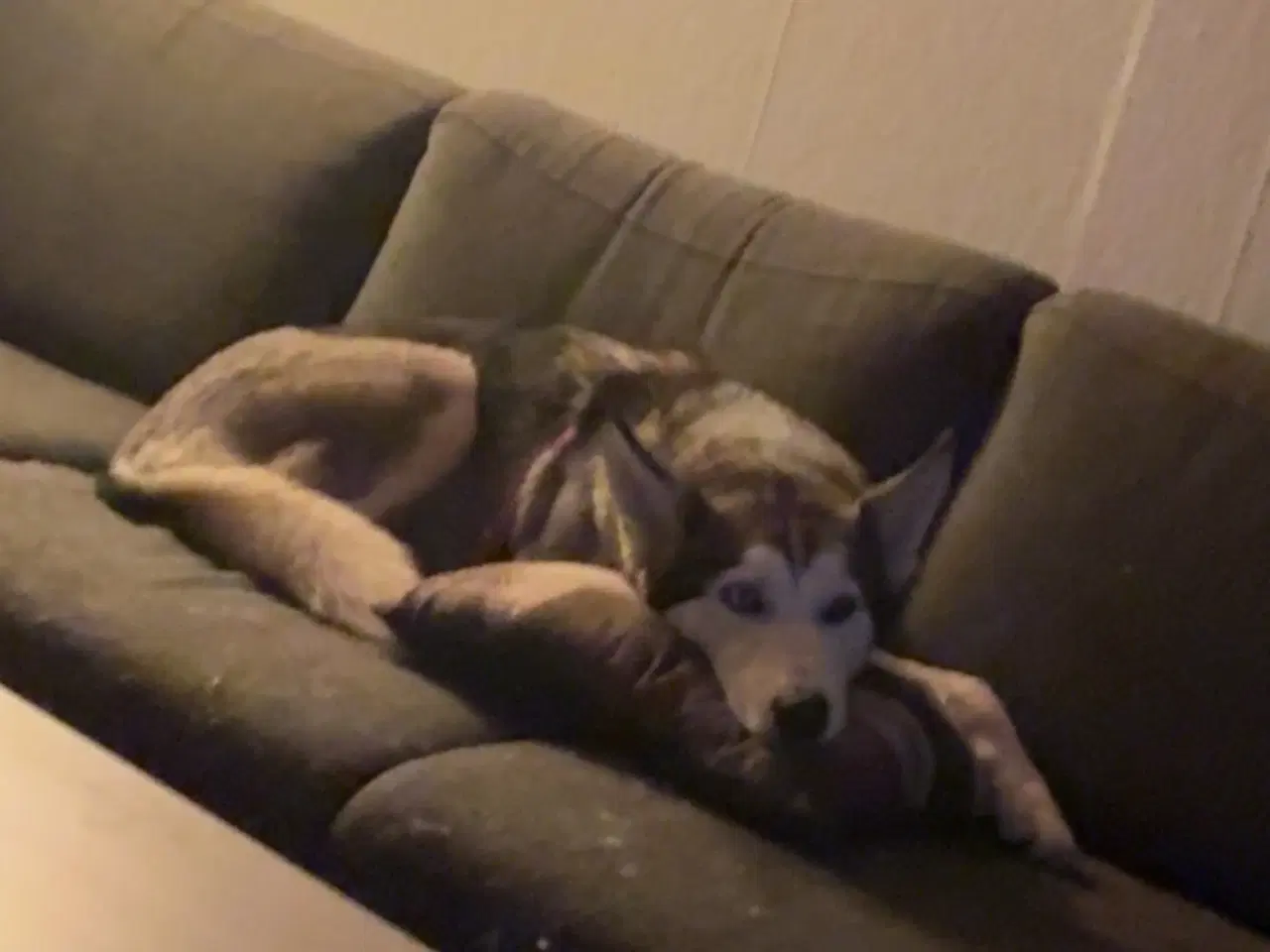 Billede 2 - Husky hunhund 