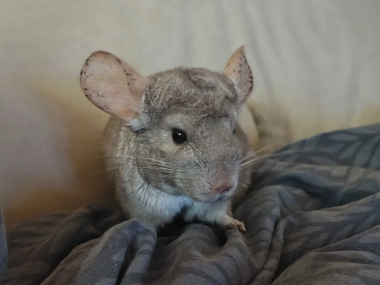 Billede 4 - Chinchilla Han (Beige)