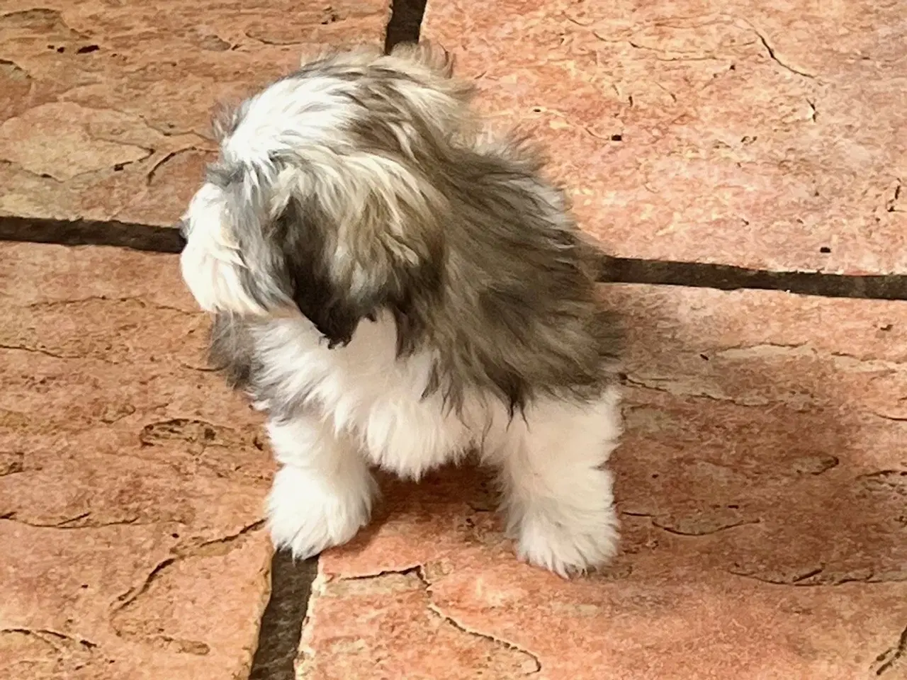 Billede 18 - Skønneste og gladeste tævehvlap