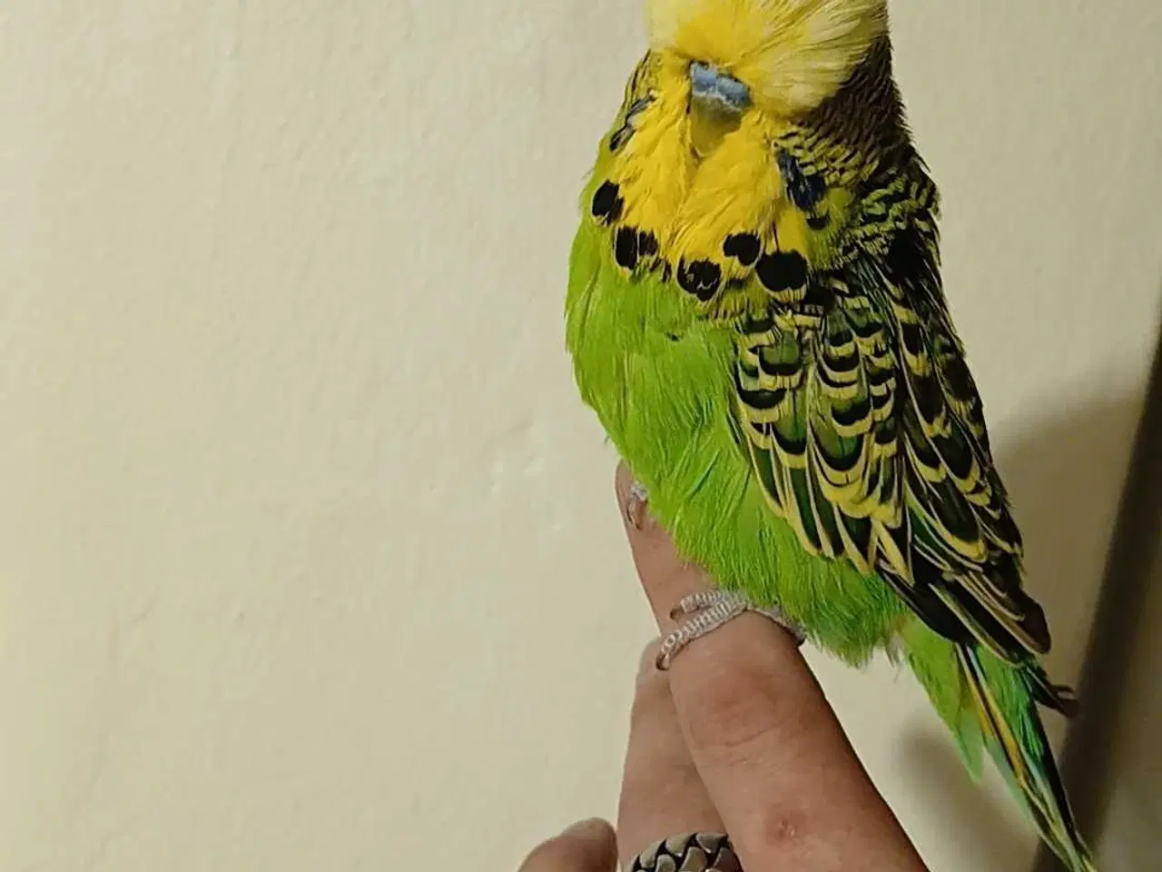 Billede 14 - Engelsk undulat han 