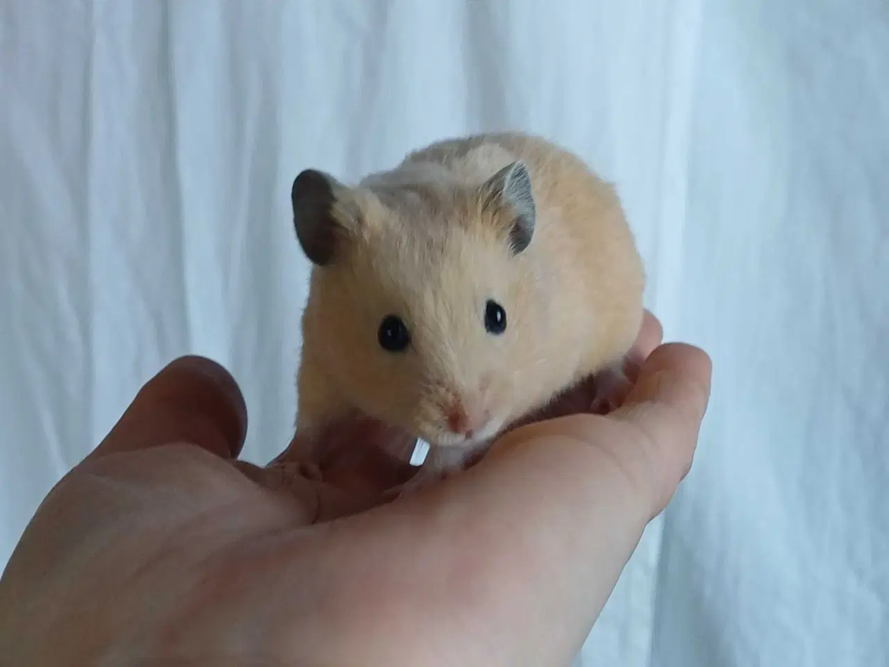 Billede 11 - Guldhamster unger