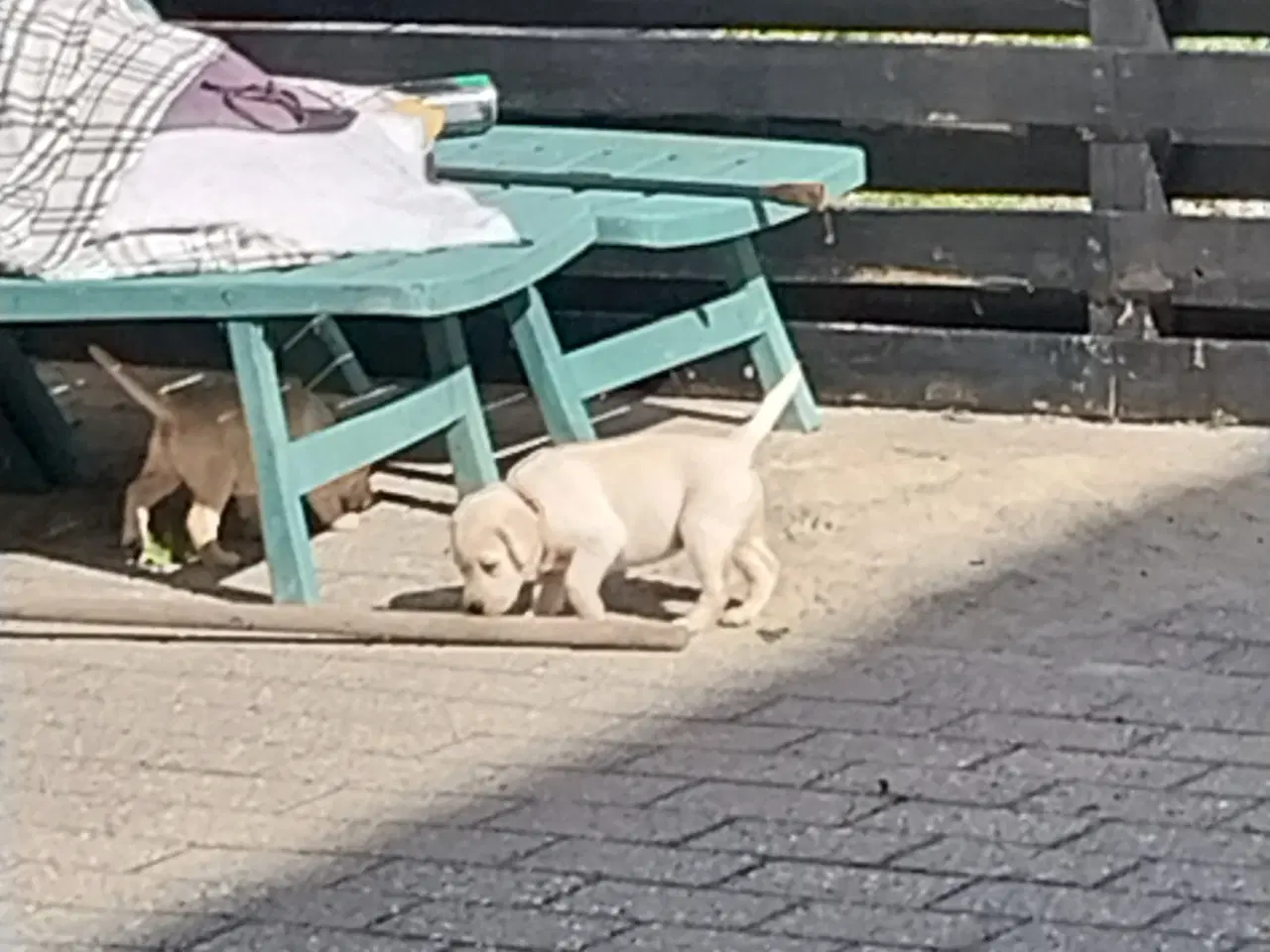Billede 10 - Gule Labrador hvalpe.