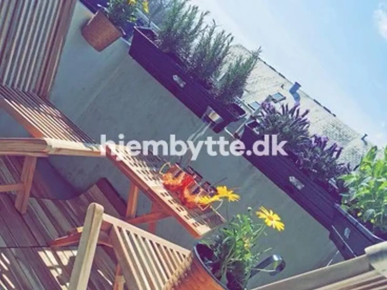 Billede 13 - Hjembytte - Buskager