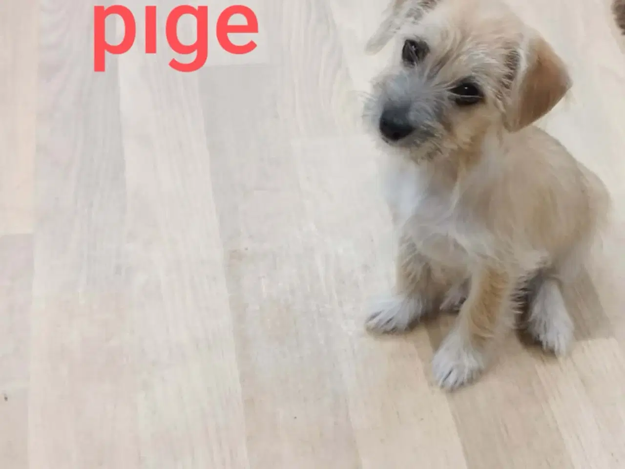 Billede 2 - hvalp til salg