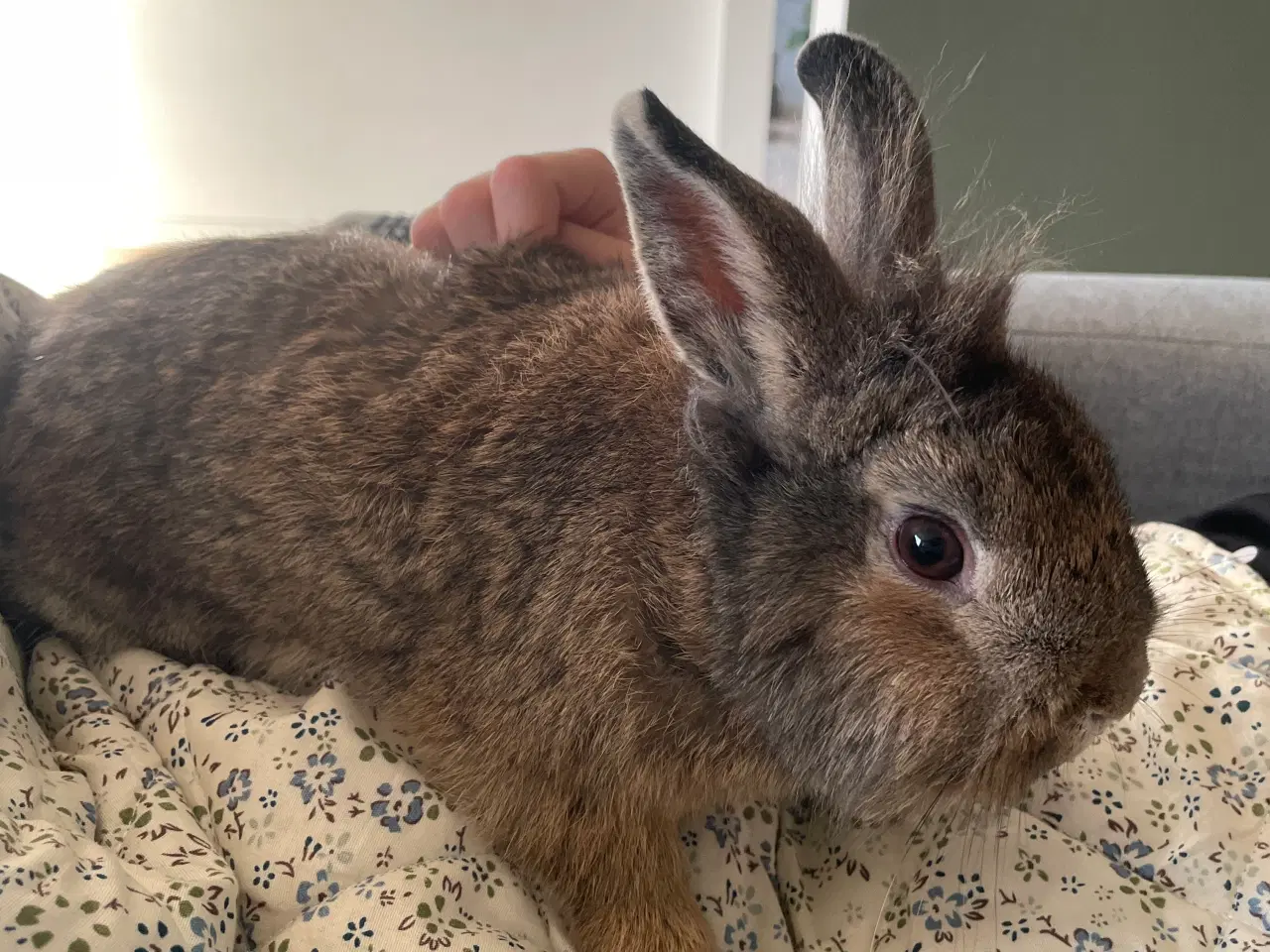 Billede 3 - Kaniner sælges