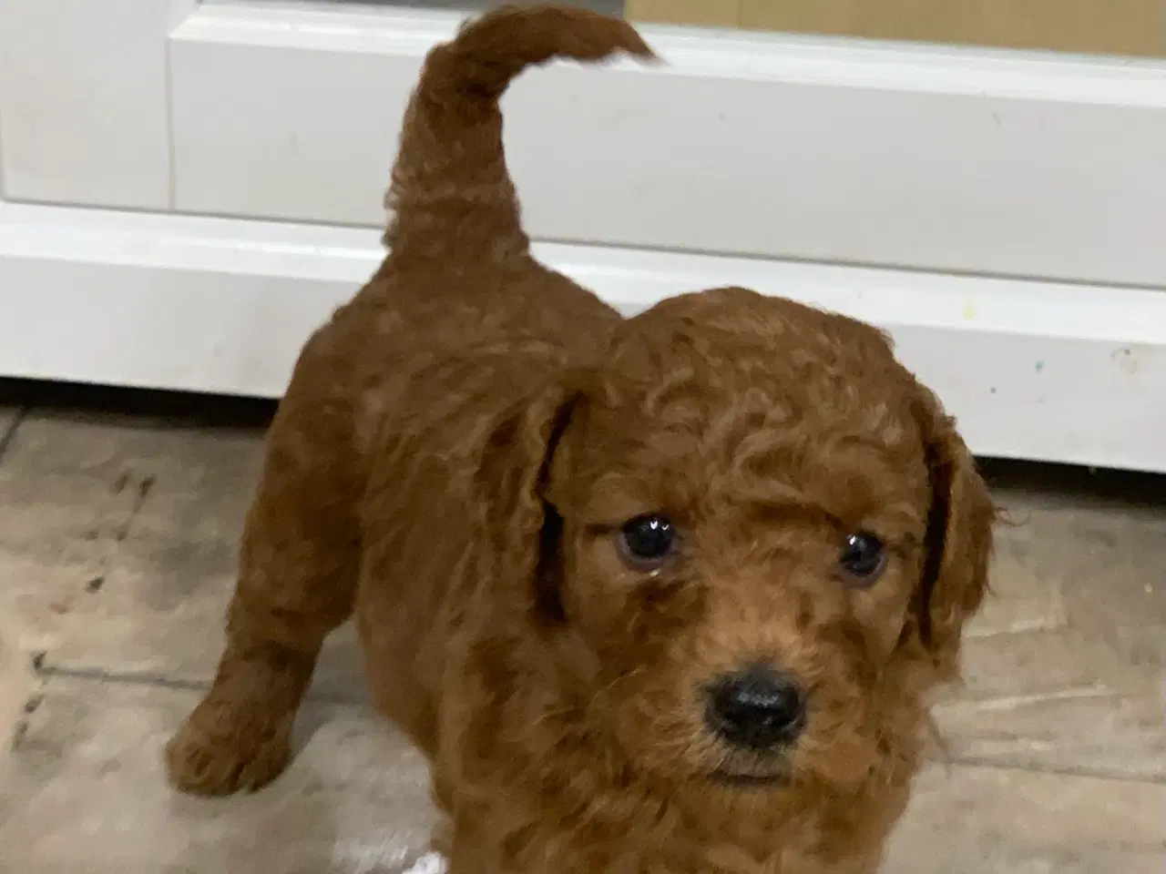 Billede 17 - Mini Golden Doodle babyer 