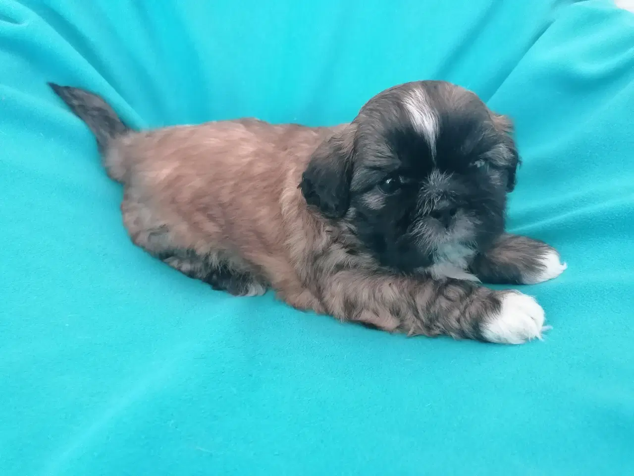 Billede 4 - Malteser / Shih Tzu / Bomuldshund ( Boomer )