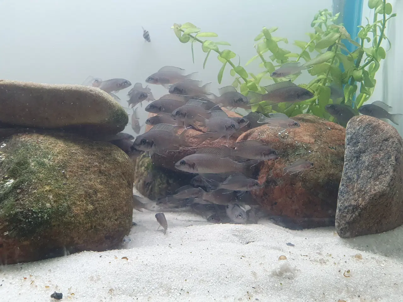 Billede 18 - Prinsessecichlider (Neolamprologus brichardi)