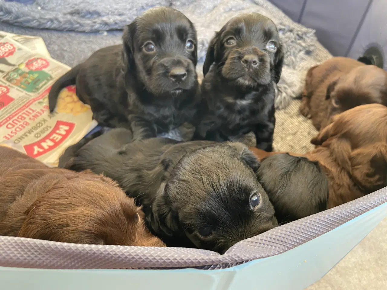 Billede 2 - Ft Cocker Spaniel 