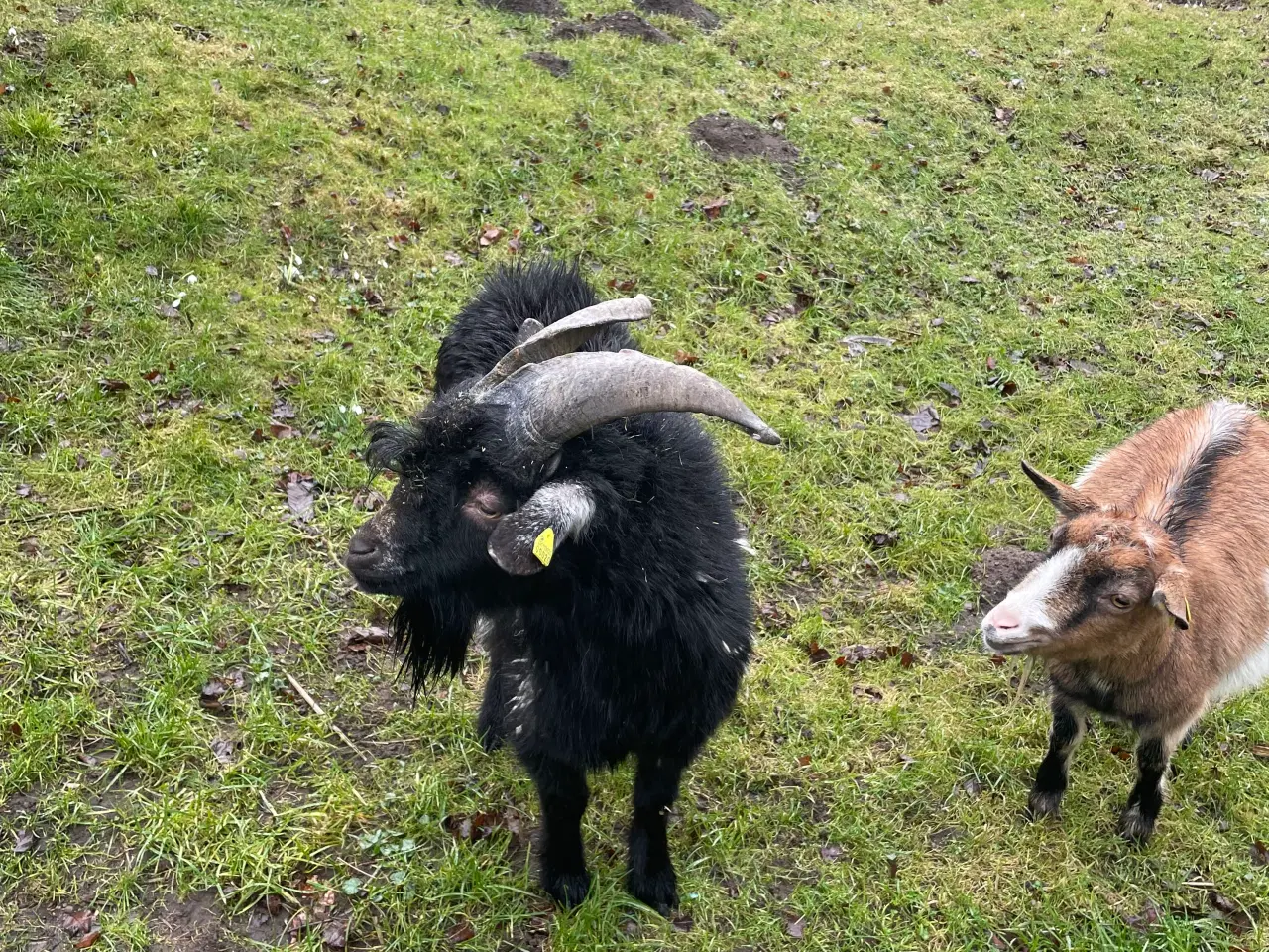 Billede 2 - Flok sort Gedebuk sælges