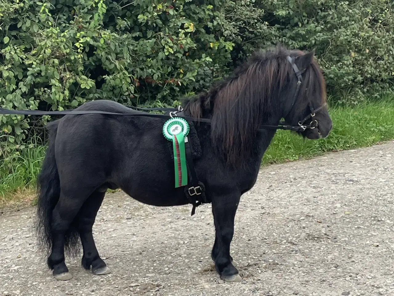 Billede 1 - Kåret shetlænder hingst