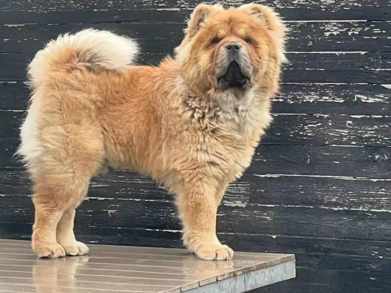 Billede 2 - Chow Chow hvalpe 