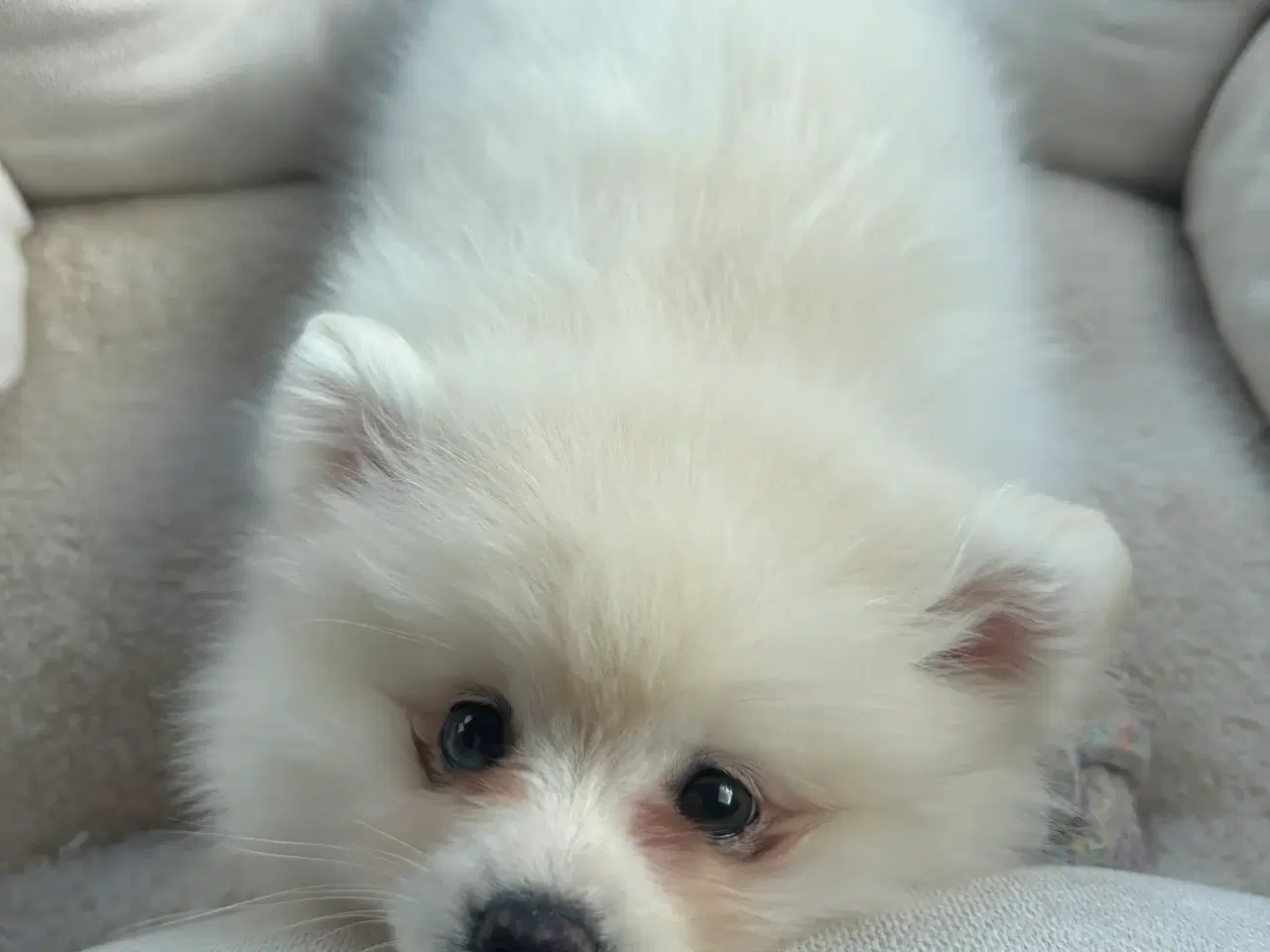 Billede 1 - Verdens sødeste Pomeranian dreng søger nyt hjem 💙