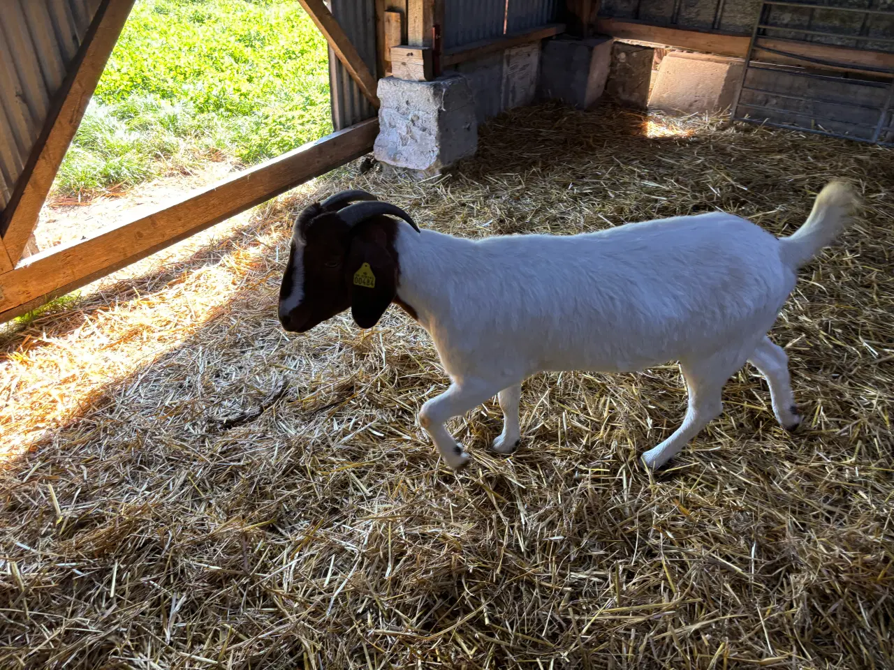 Billede 4 - Boergeder sælges. 2 års drægtig. 