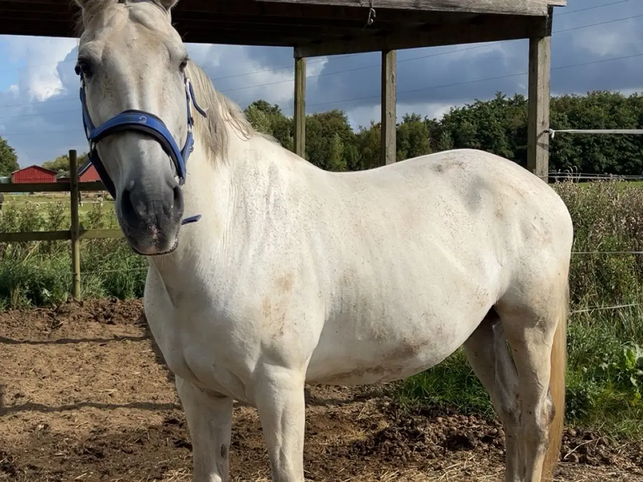 Billede 1 - Lusitano Vallak